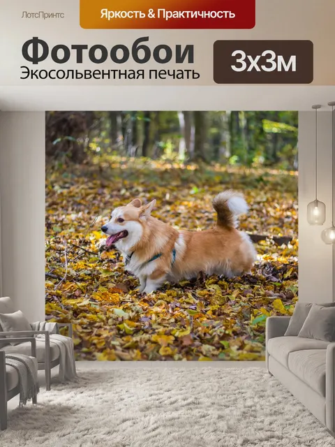 Фотообои Корги