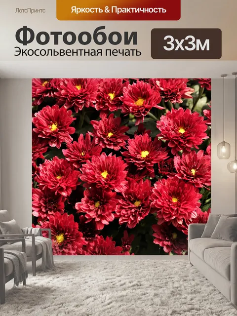 Фотообои Красные цветы хризантемы