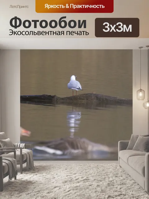 Фотообои Птица