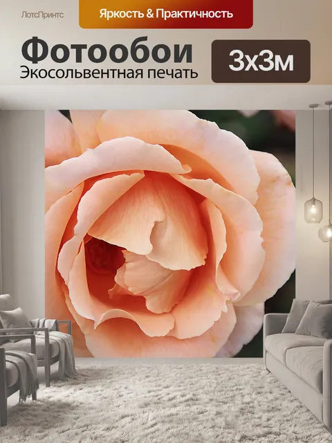 Фотообои Крупный план большой оранжевой розы