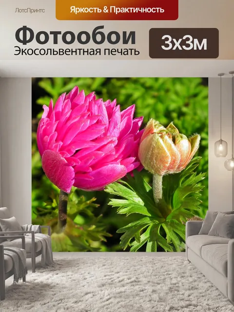 Фотообои Анемоны цветы