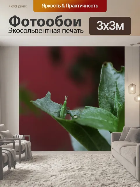 Фотообои Кузнечик