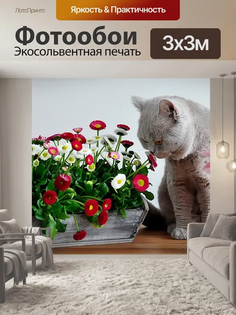 Фотообои Британская короткошерстная кошка