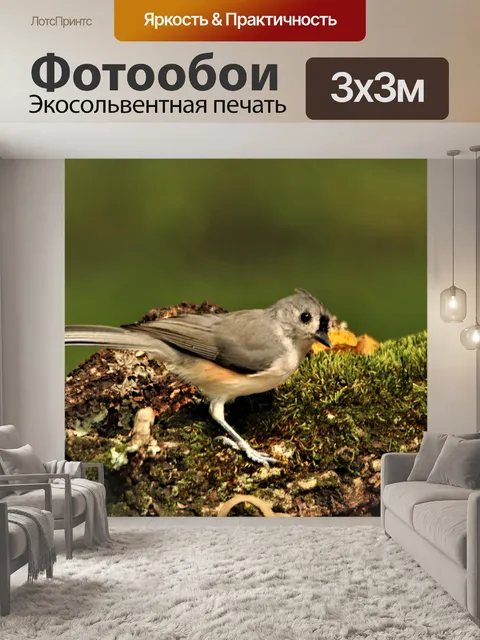 Фотообои Хохлатая синичка на мшистой ветке