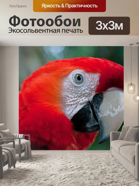 Фотообои Попугай