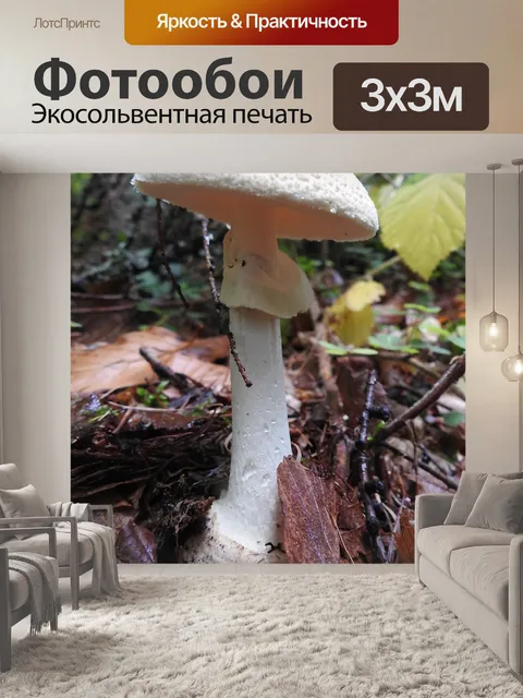 Фотообои Гриб