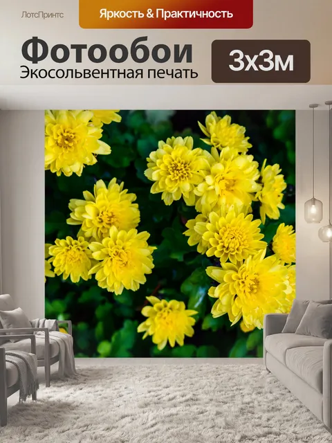 Фотообои Хризантемы