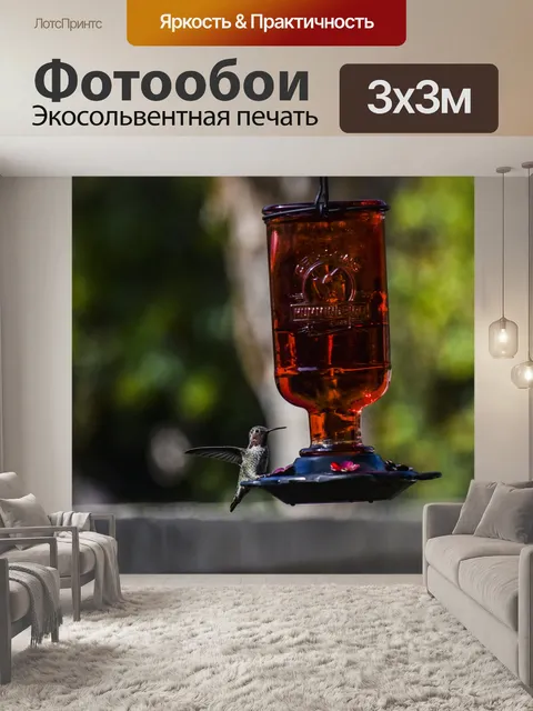 Фотообои Распределитель подачи крыла Hummingbird