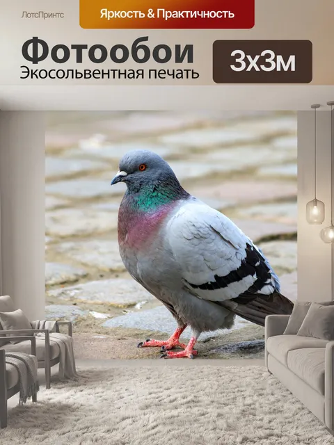Фотообои голубь