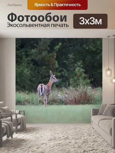 Фотообои Молодой белохвостый бак в поле