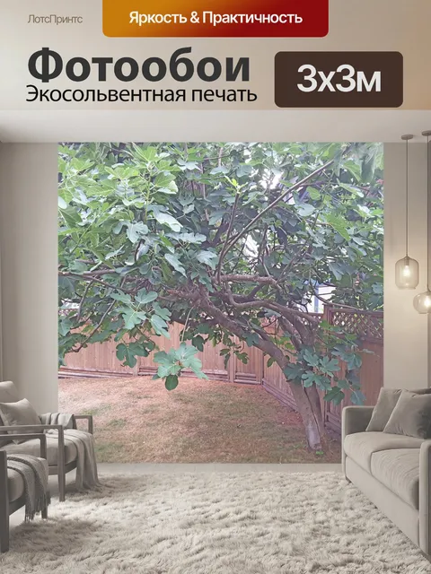 Фотообои Фиговое дерево 2