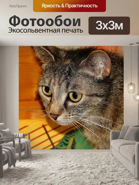 Фотообои Домашняя кошка