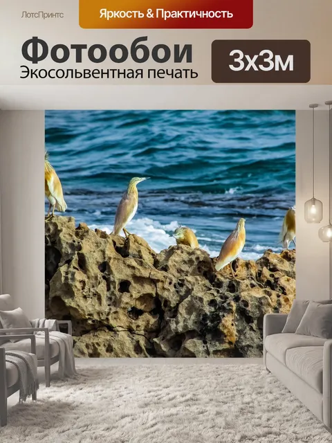 Фотообои Морские птицы