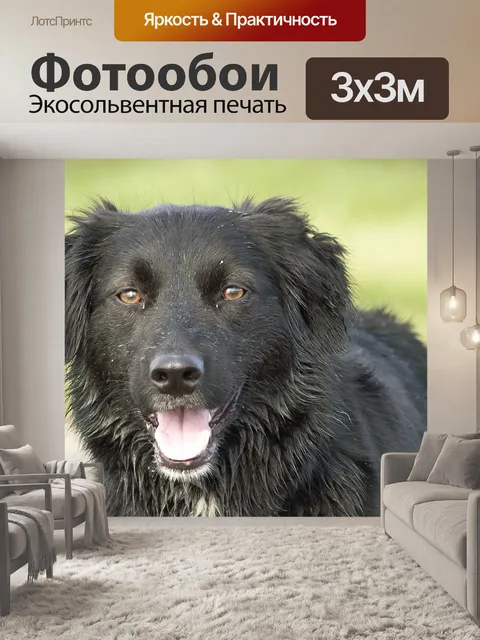 Фотообои Собака