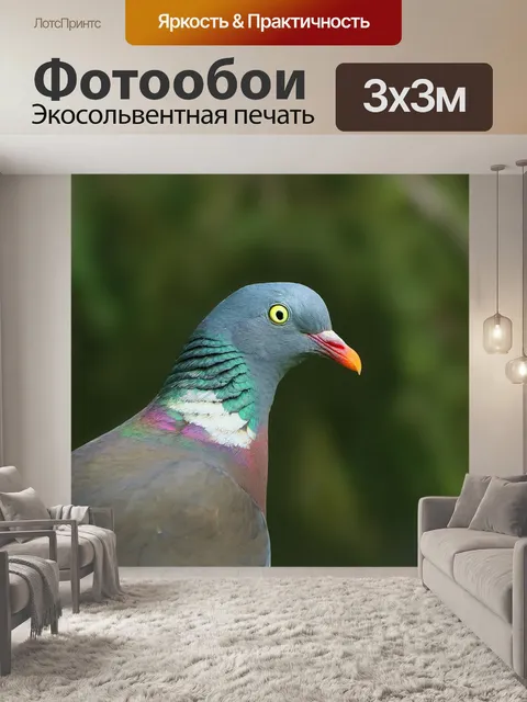 Фотообои Голубь