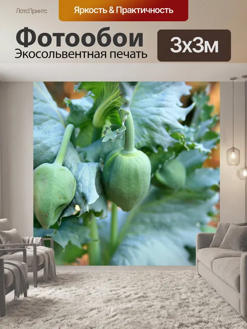 Фотообои мака, цветочные почки и листья