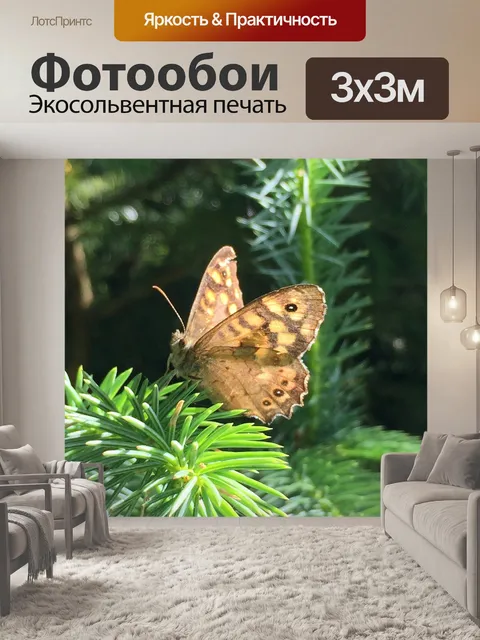 Фотообои Бабочка