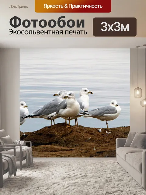 Фотообои Морские чайки крупным планом
