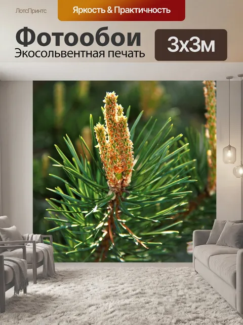 Фотообои Сосна