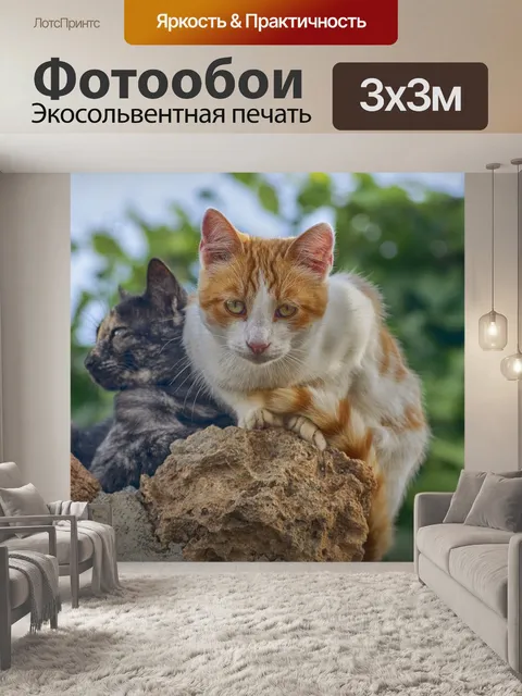 Фотообои Кот