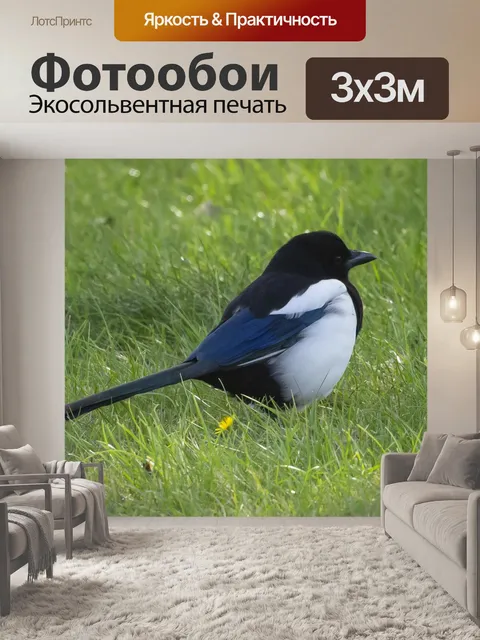 Фотообои Сорока