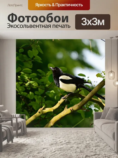 Фотообои Сорока