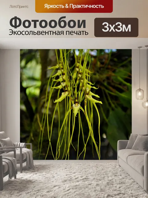 Фотообои Орхидеи