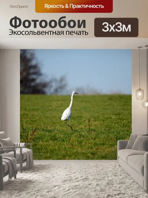 Фотообои Цапля