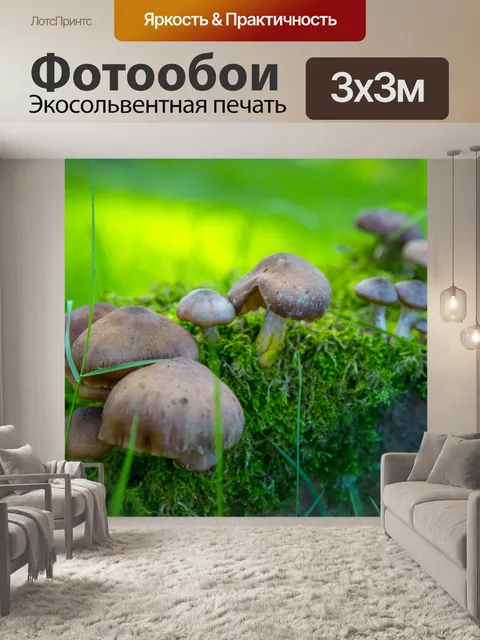 Фотообои Маленькие грибы
