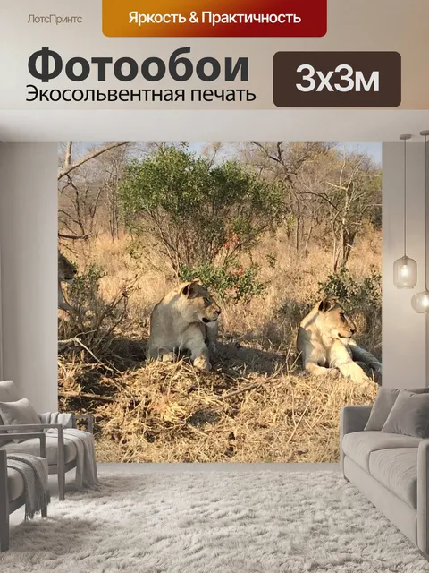 Фотообои Львы