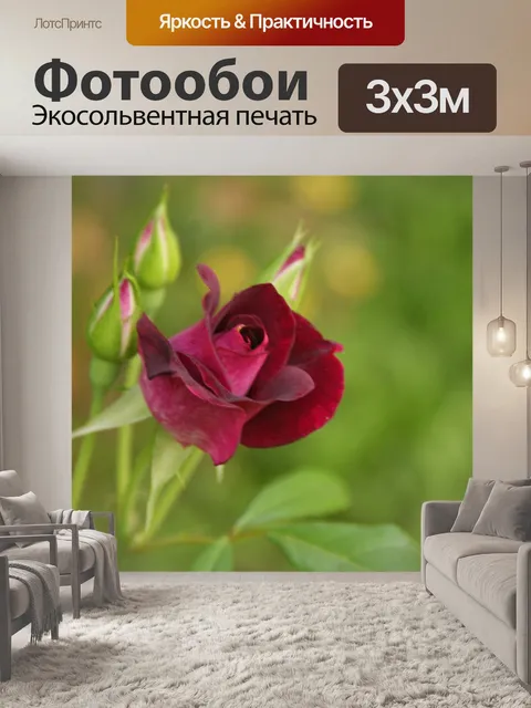 Фотообои Роза