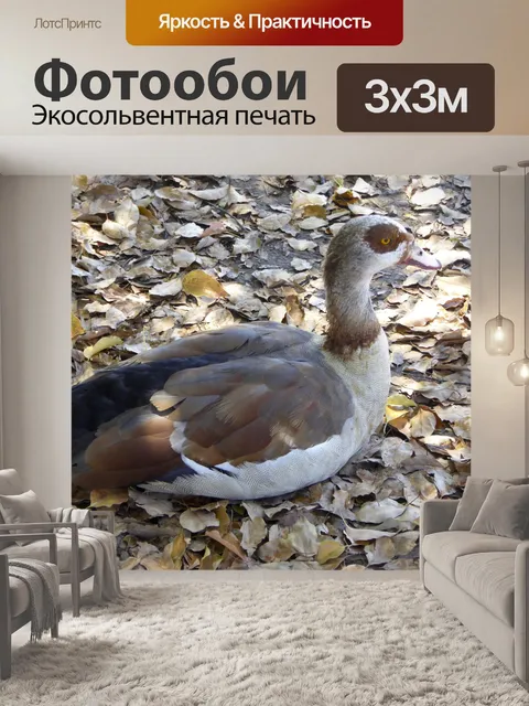 Фотообои Осень Duck
