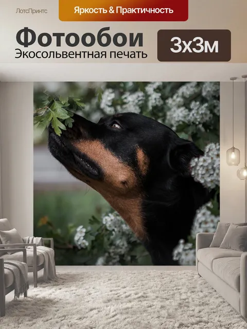 Фотообои Собака