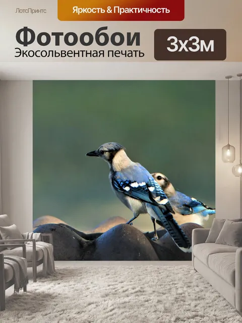 Фотообои Блю Джейс в птичьей ванне