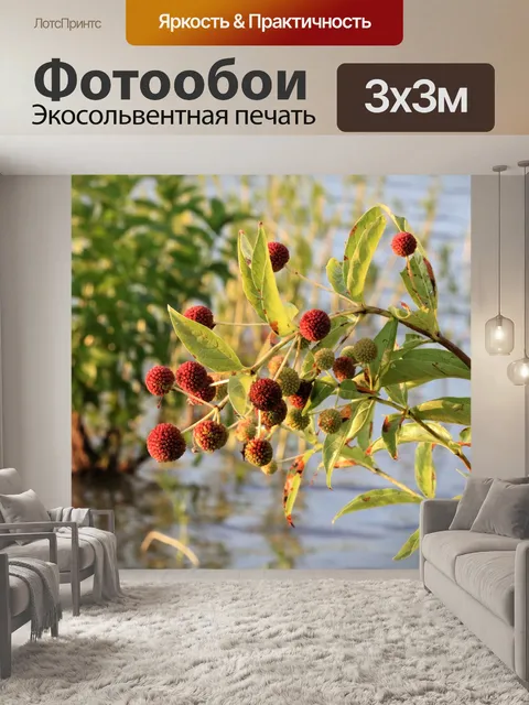Фотообои Пуговица на озере