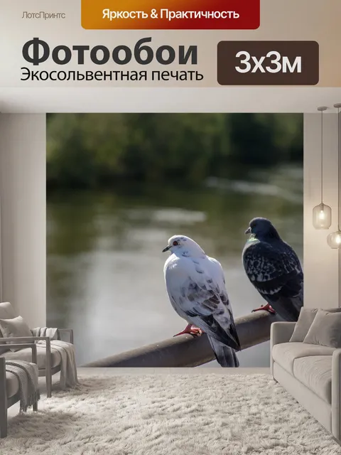 Фотообои Голуби