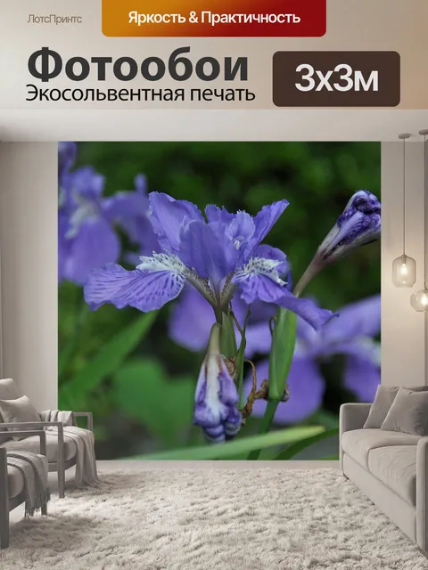 Фотообои Орхидеи