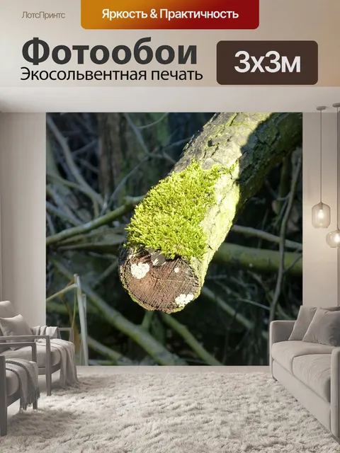 Фотообои Мох