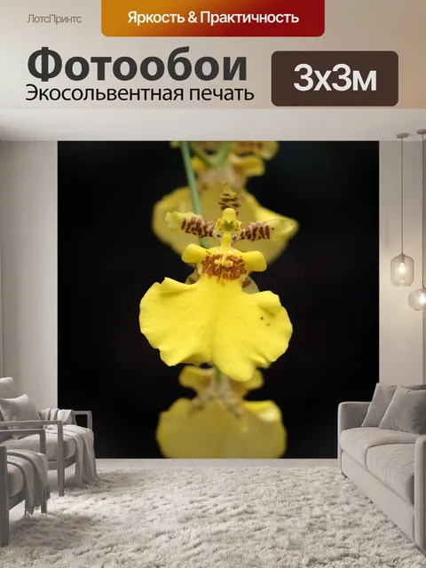 Фотообои Орхидея