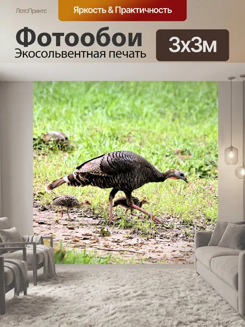 Фотообои Турция Курица и младенцы Прогулки