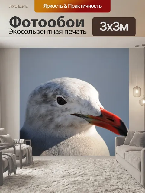 Фотообои Чайка лица