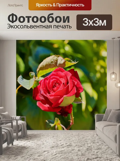 Фотообои Роза