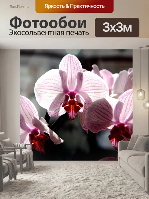 Фотообои Орхидея фаленопсис