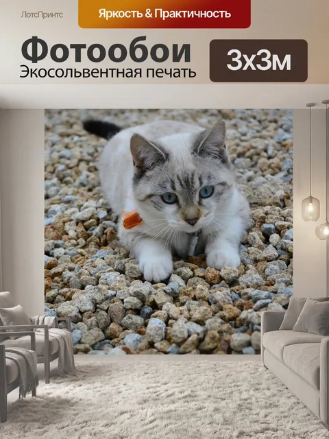 Фотообои Кошка