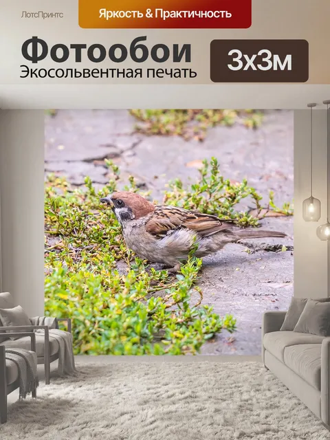 Фотообои Птицы