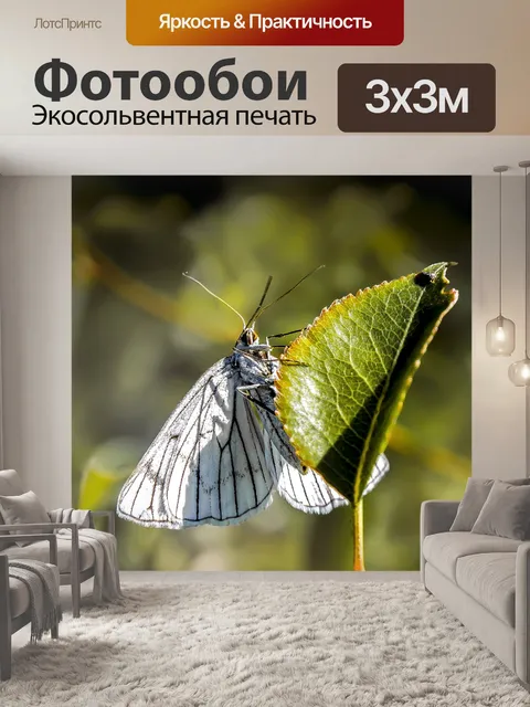 Фотообои Бабочка