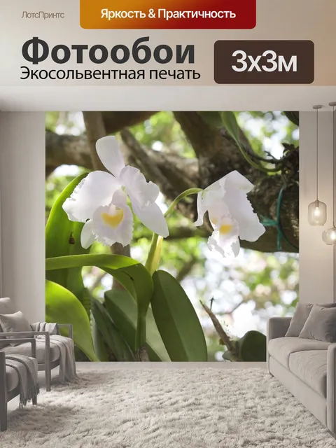 Фотообои Орхидеи белый
