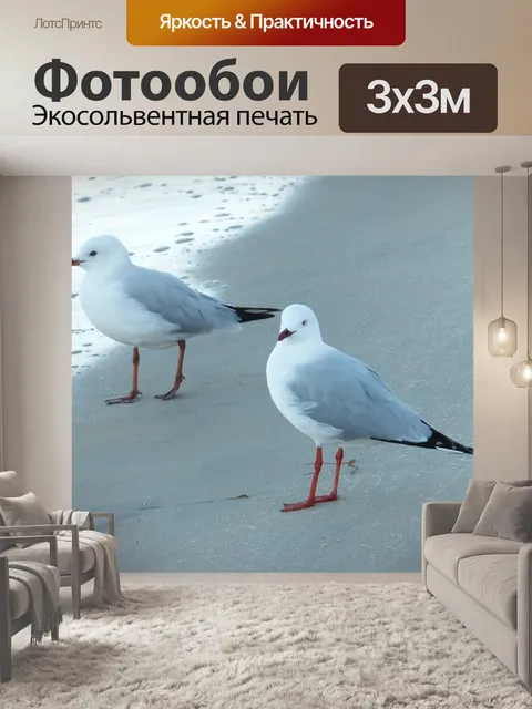Фотообои Чайка