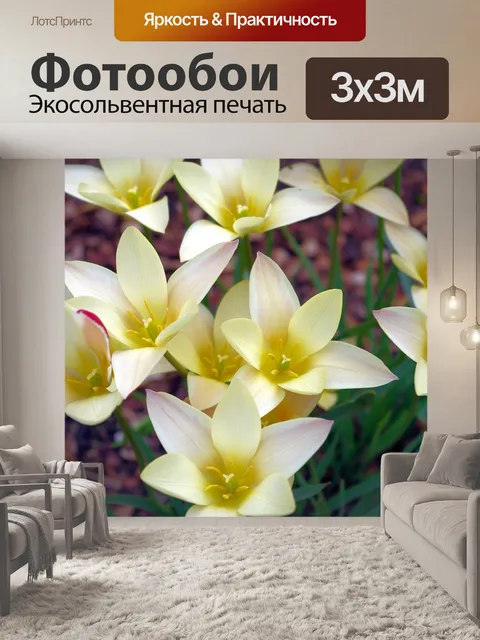 Фотообои Леди джейн тюльпаны