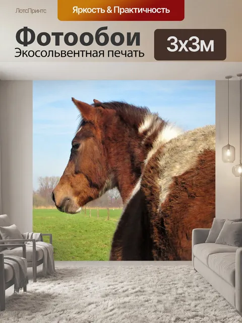 Фотообои Пони